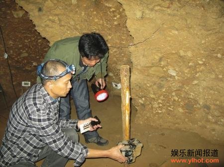 四川发现神秘巨鼠体大如猫 能潜水吃鲤鱼 四川发现神秘巨鼠体大如猫 能潜水吃鲤鱼